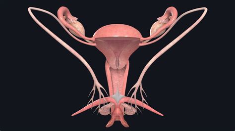 vaginal pictures|The Vagina: Anatomy and 3D Illustrations .